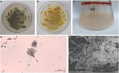 Research advances in the structures and biological activities of secondary metabolites from Talaromyces